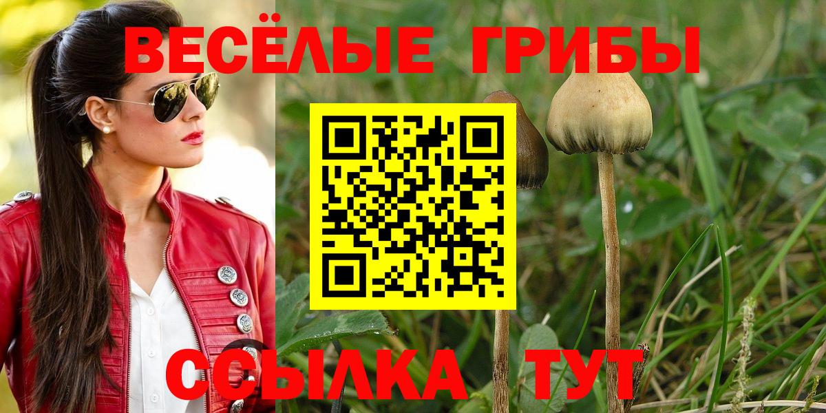 Кудрово  Галлюциногенные грибы GOLDEN TEACHER  Вход с VPN 